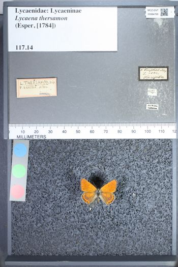 Media type: image;   Entomology 64768